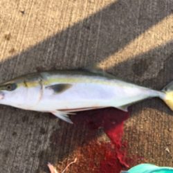 大阪湾奥でメジロゲット!