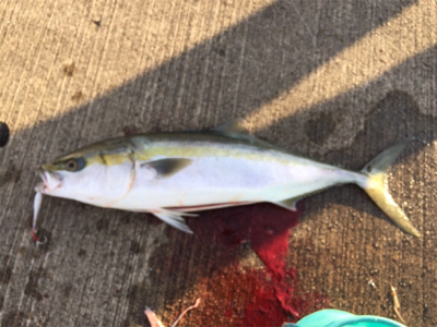 大阪湾奥でメジロゲット！