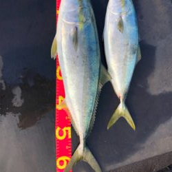 昼間のスーパーナブラ!!