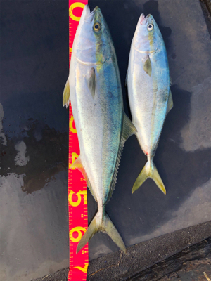 昼間のスーパーナブラ!!