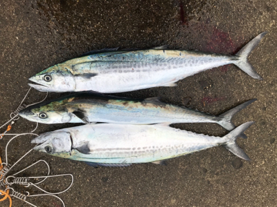 カタクチイワシだらけ