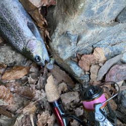 芥川　エリアトラウト