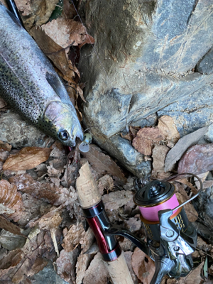 芥川　エリアトラウト