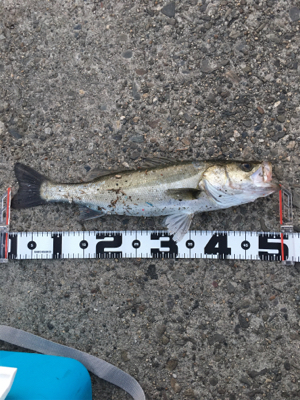 タチウオ、青物反応なし