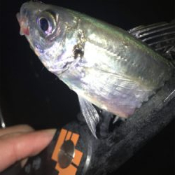 連夜のアジング