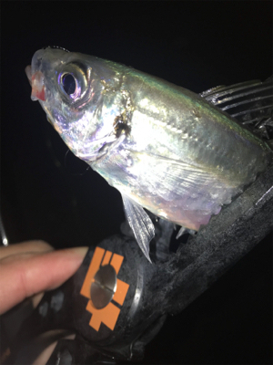 連夜のアジング