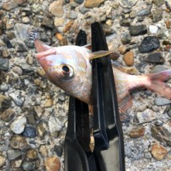 ライトショアジギとライトゲーム