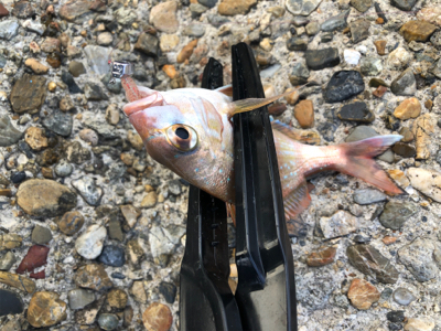 ライトショアジギとライトゲーム