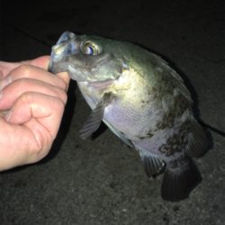 明石のメバルいい感じ
