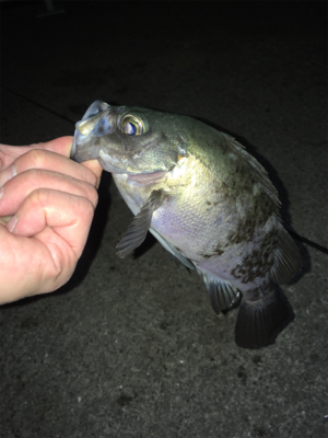 明石のメバルいい感じ