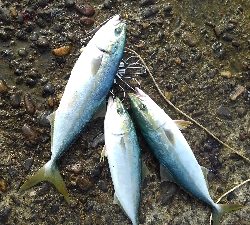 相変わらずのヘタレ釣果