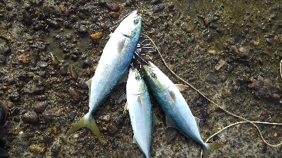 相変わらずのヘタレ釣果