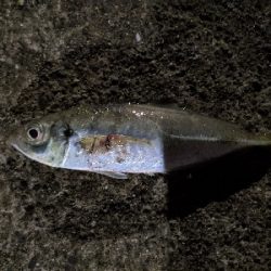 真夜中のアジング