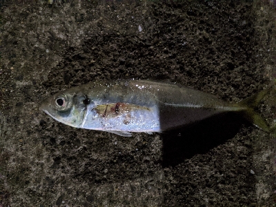 真夜中のアジング