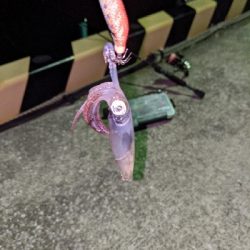 ヒイカとカマス