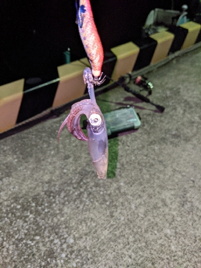 ヒイカとカマス