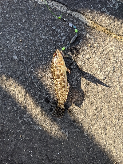 ハゼメバル釣りました