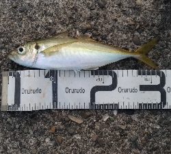 11/1釣果尺アジ小アジ