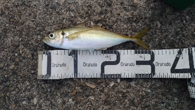 11/1釣果尺アジ小アジ