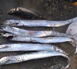 11/3釣果尺アジタチウオチヌサバグレ