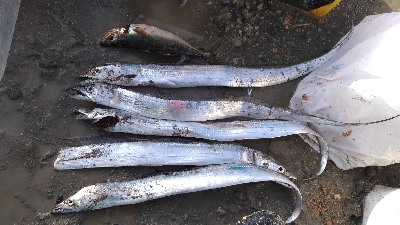 11/3釣果尺アジタチウオチヌサバグレ