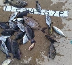 11/8釣果タチウオ14本グレ14枚チヌ10枚アイゴサバデカアジ