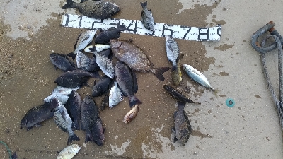 11/8釣果タチウオ14本グレ14枚チヌ10枚アイゴサバデカアジ