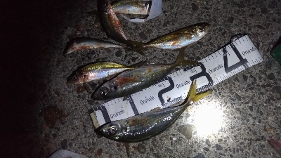 11/22釣果尺アジ小アジめちゃくちゃ釣れました!