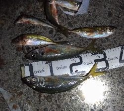 11/15釣果尺アジ連れました！