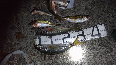 11/15釣果尺アジ連れました！