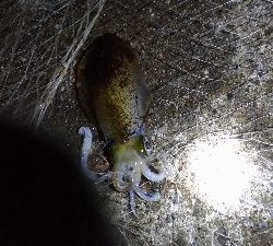 11/29釣果尺アジヘダイアオリイカ