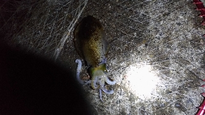 11/29釣果尺アジヘダイアオリイカ