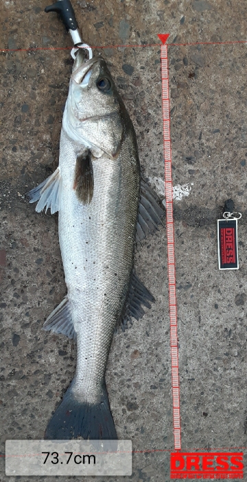 湾奥アジング&ノマセ釣り