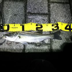 セイゴしか釣れん。