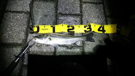 セイゴしか釣れん。