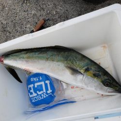 メジロのボイル発生してました❗