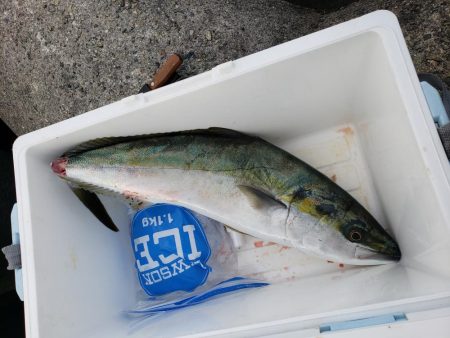 メジロのボイル発生してました❗