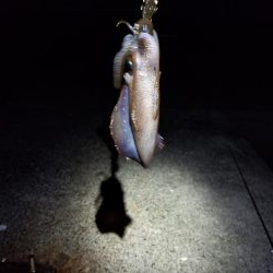 エギング 高知 福島港