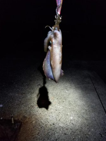 エギング 高知 福島港