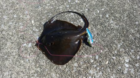 激シブの中執念の1尾