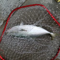 プチsalt water game