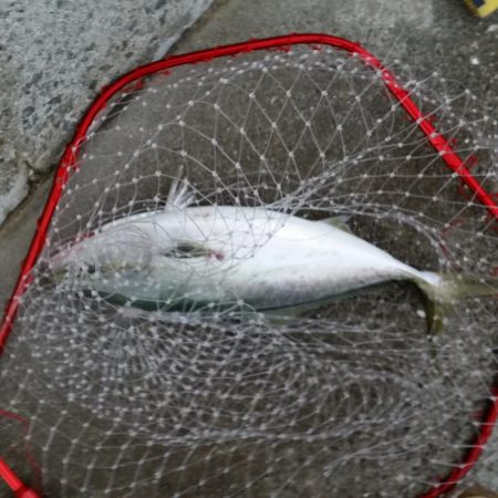 プチsalt water game