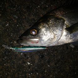 夜練釣行