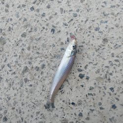 ちょい投げ釣り