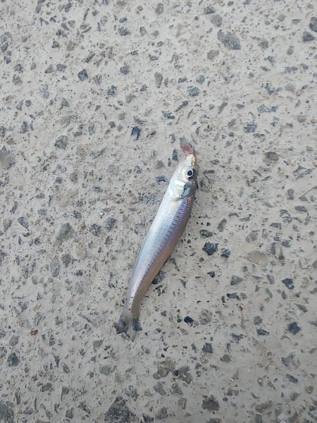 ちょい投げ釣り