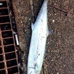 ベイトが少ない