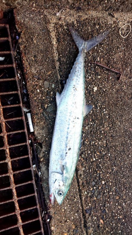 ベイトが少ない