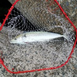 朝一のプチsalt water game