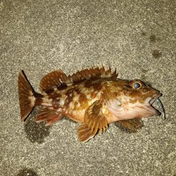 今日はアジ釣れない