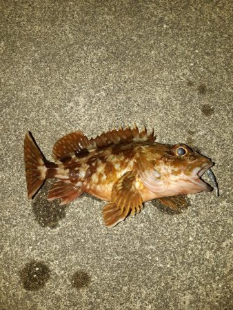 今日はアジ釣れない